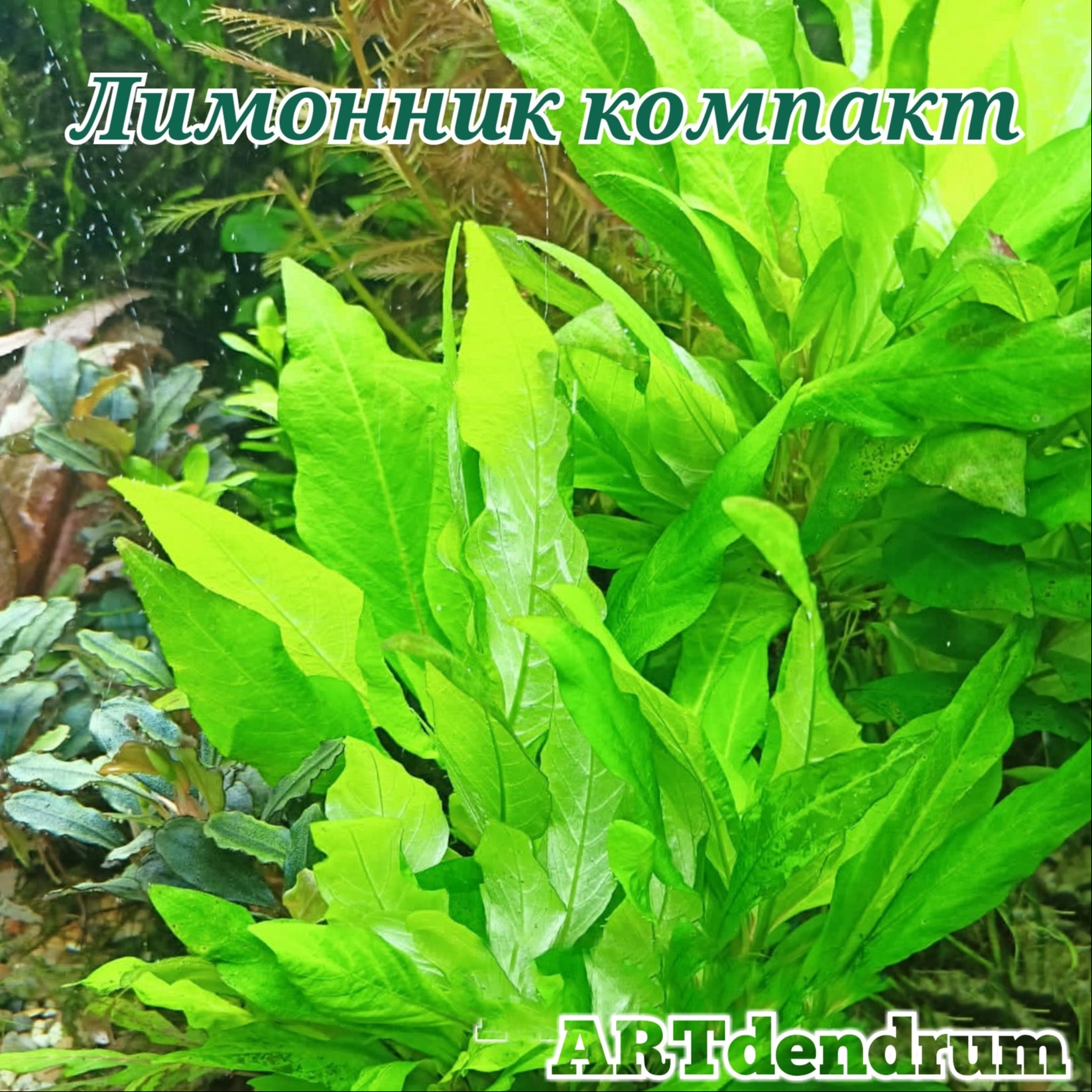 Лимонник карликовый (Hygrophila Corymbosa Compact)