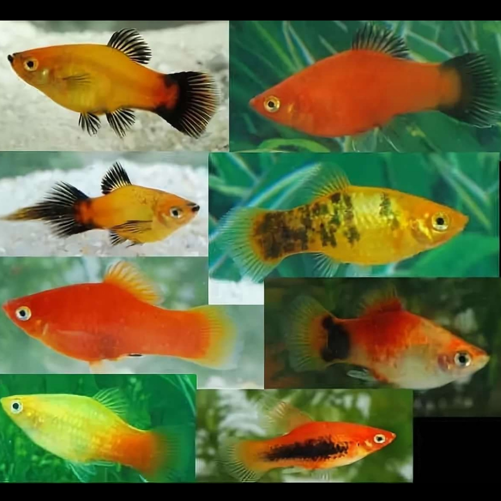 Какие рыбки аквариумные живородящие рыбки фото с названиями