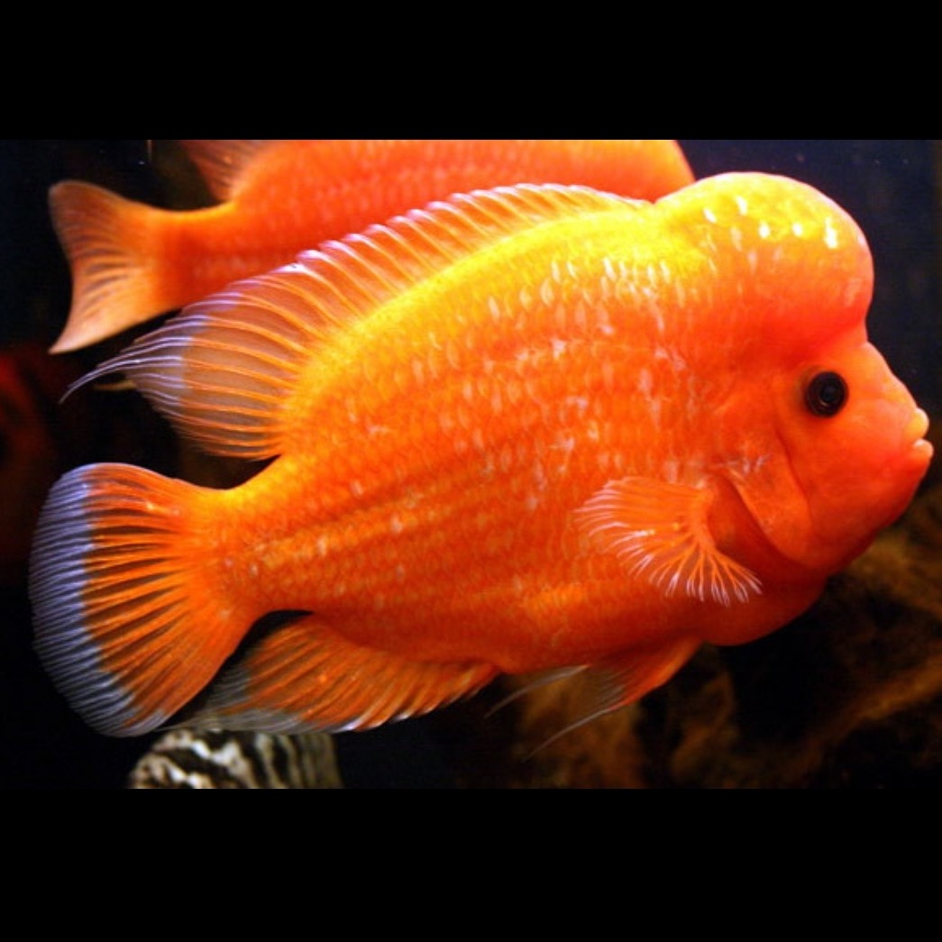 Оранжевая аквариумная рыбка. Цихлазома Цитрон. Рыбки цихлазома Цитроновая. Цихлида Цитроновая. Цитрон цихлида.
