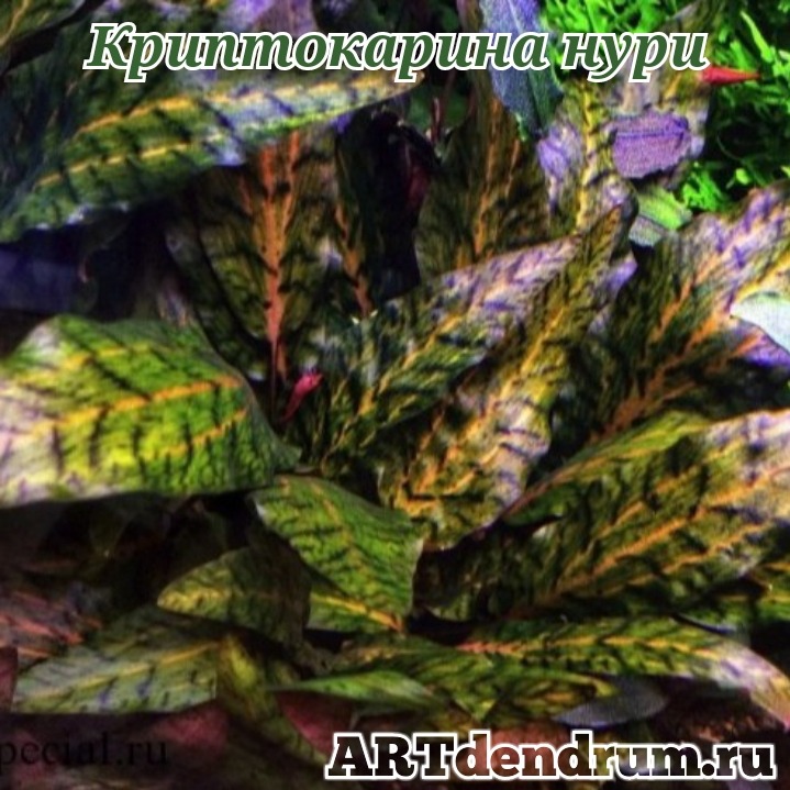 Криптокорина Нури (Cryptocoryne Nurii)