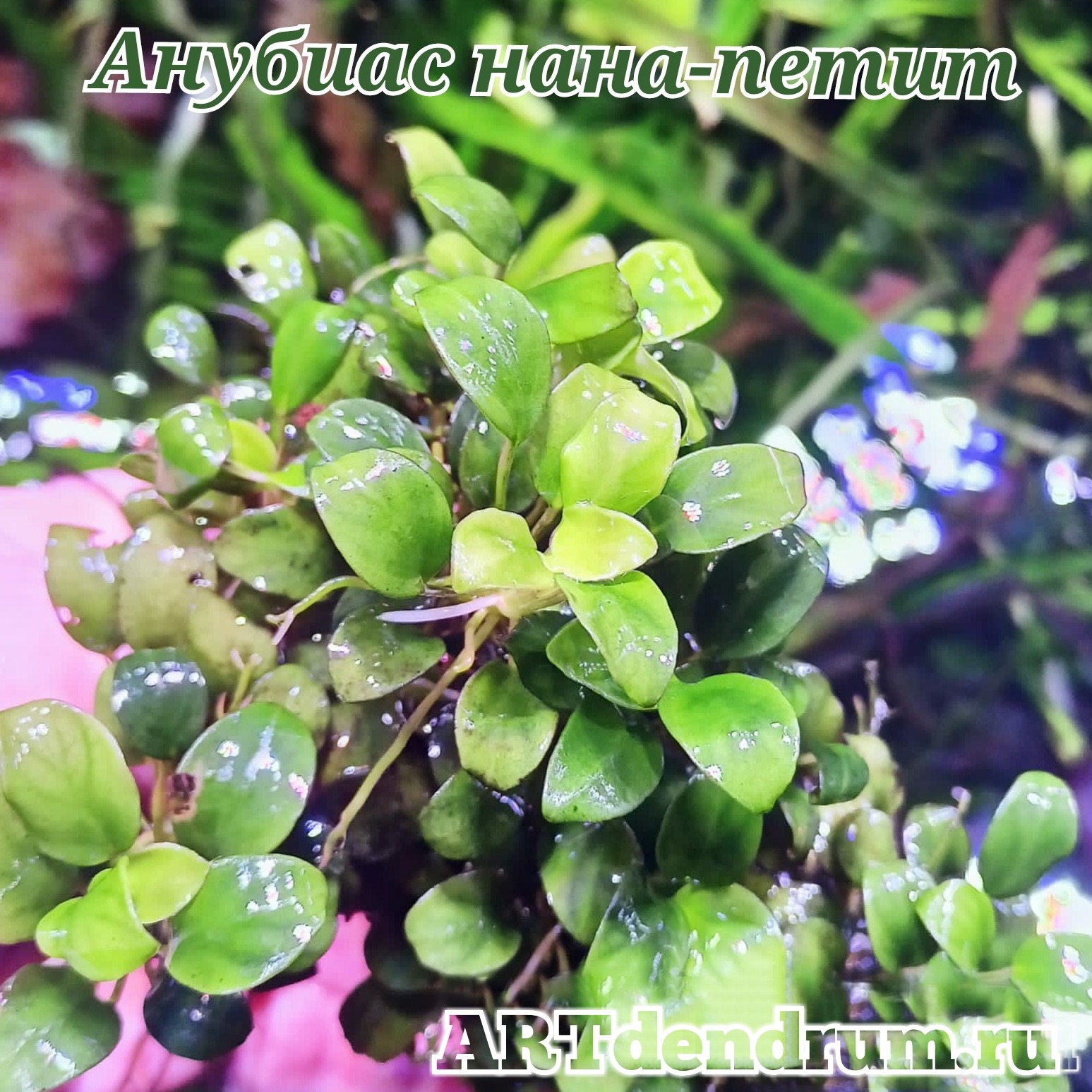 Анубиас нана Петит (Anubias nana 'Petite')