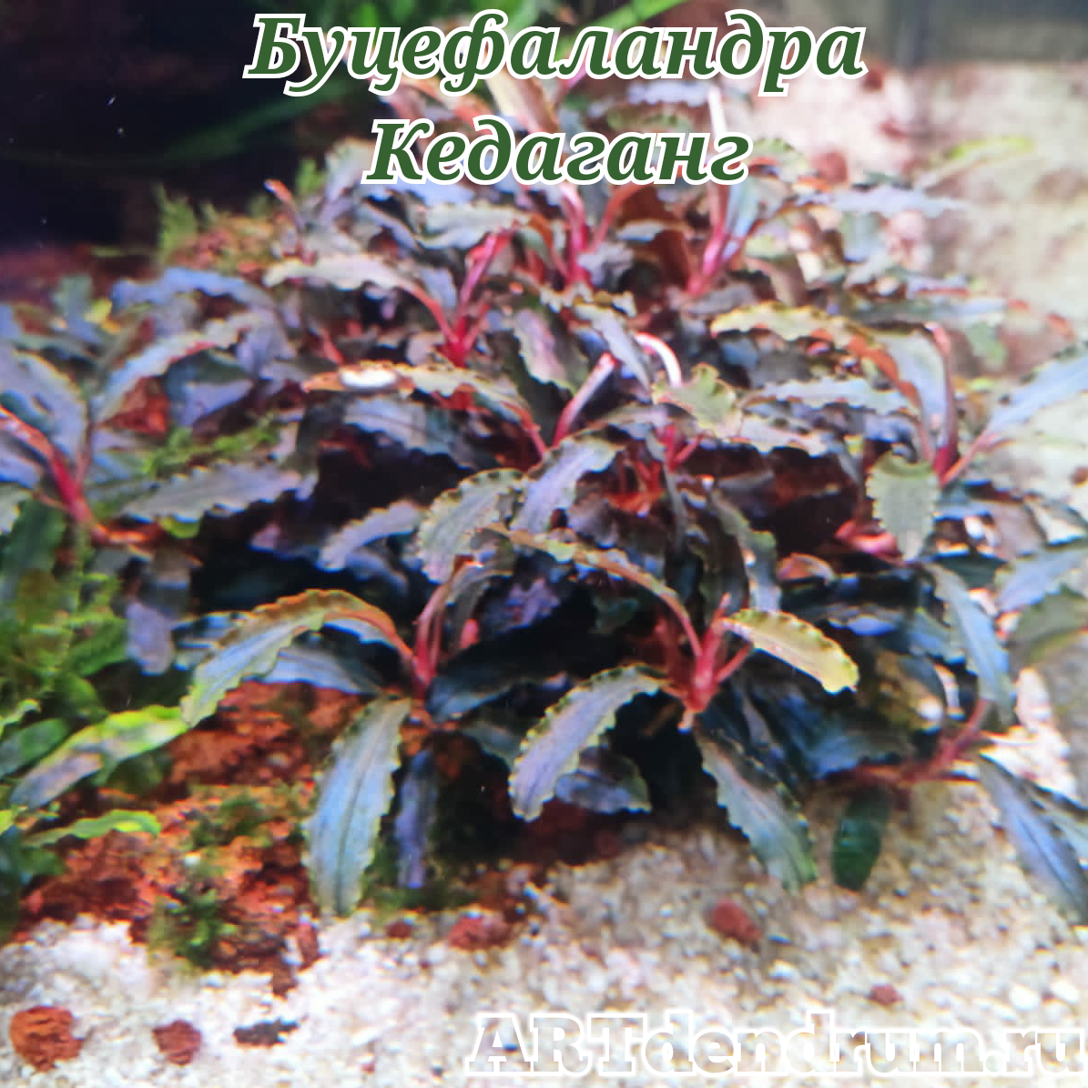 Буцефаландра Кедаганг (Bucephalandra sp. kedagang)