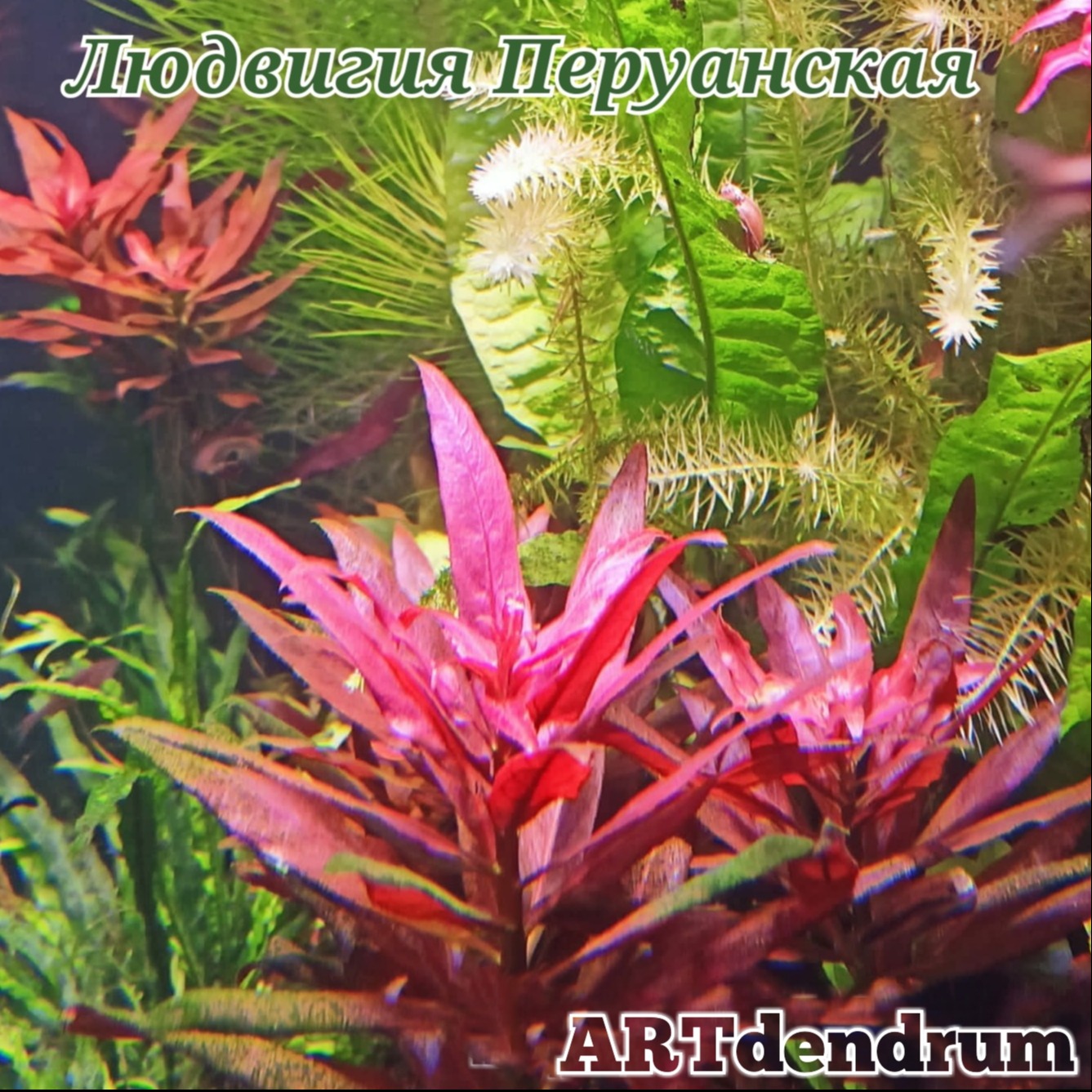 Людвигия перуанская (Ludwigia peruvian)